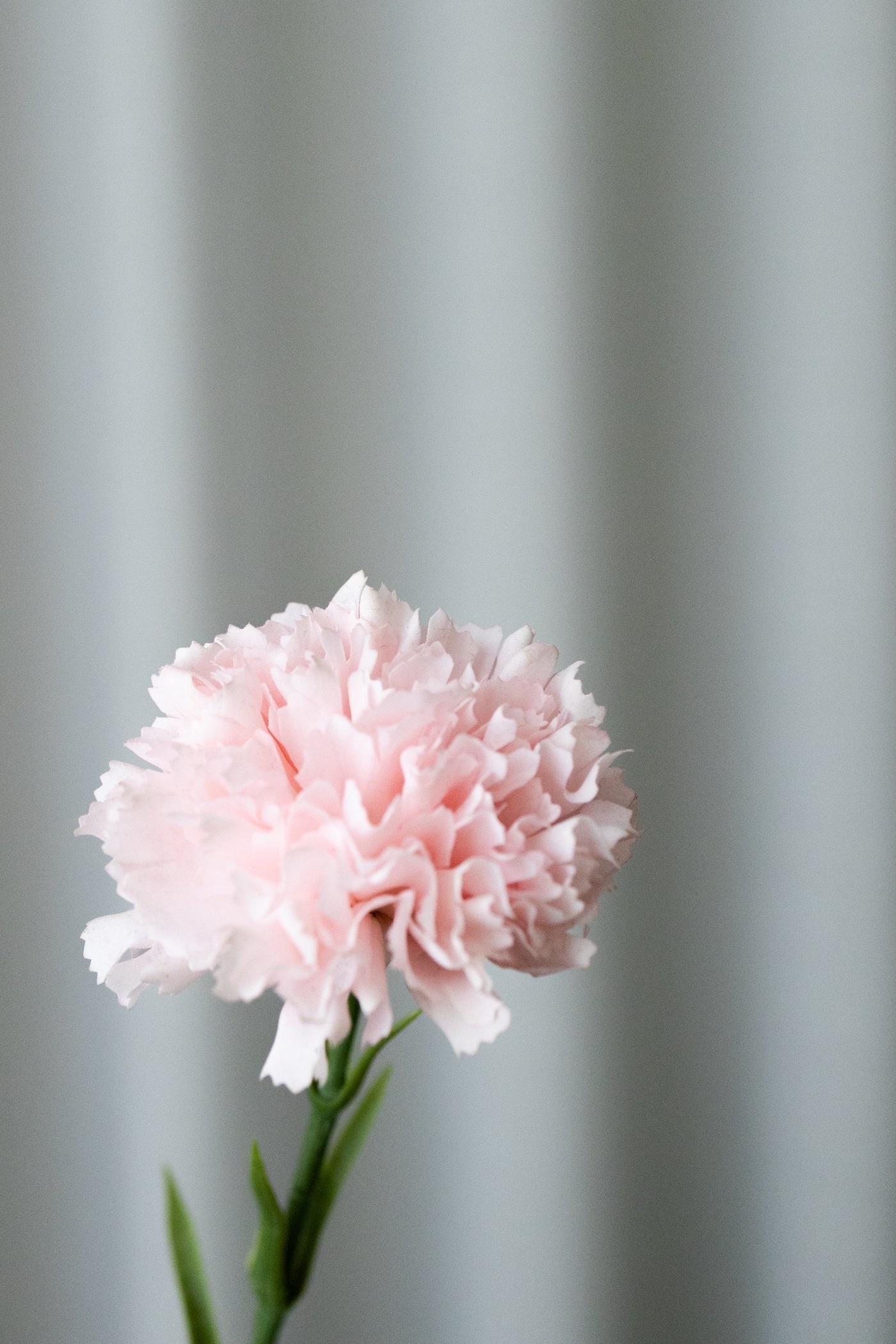 CARNATION PINK