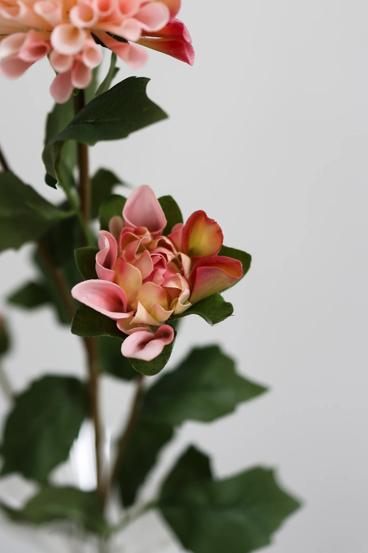 DAHLIA LIGHT PINK