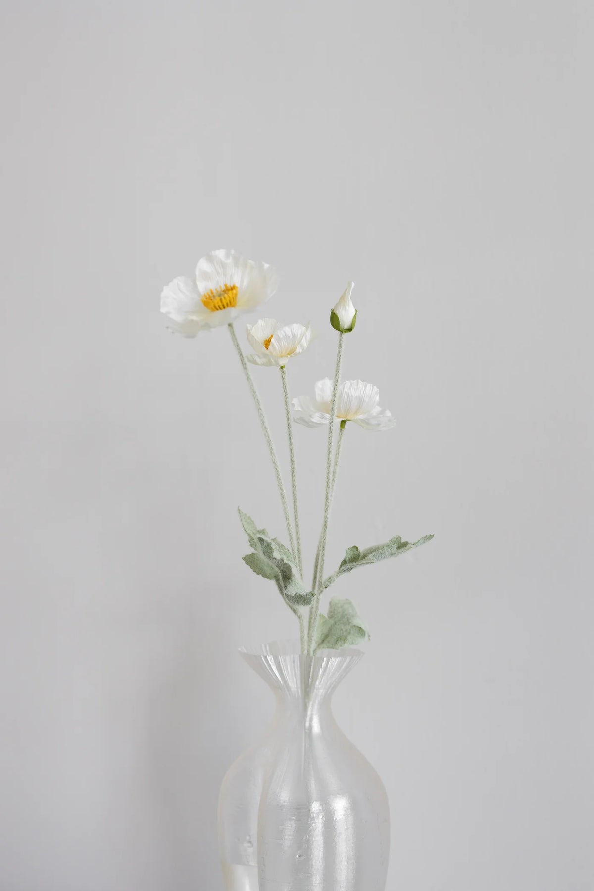 CREAM POPPY