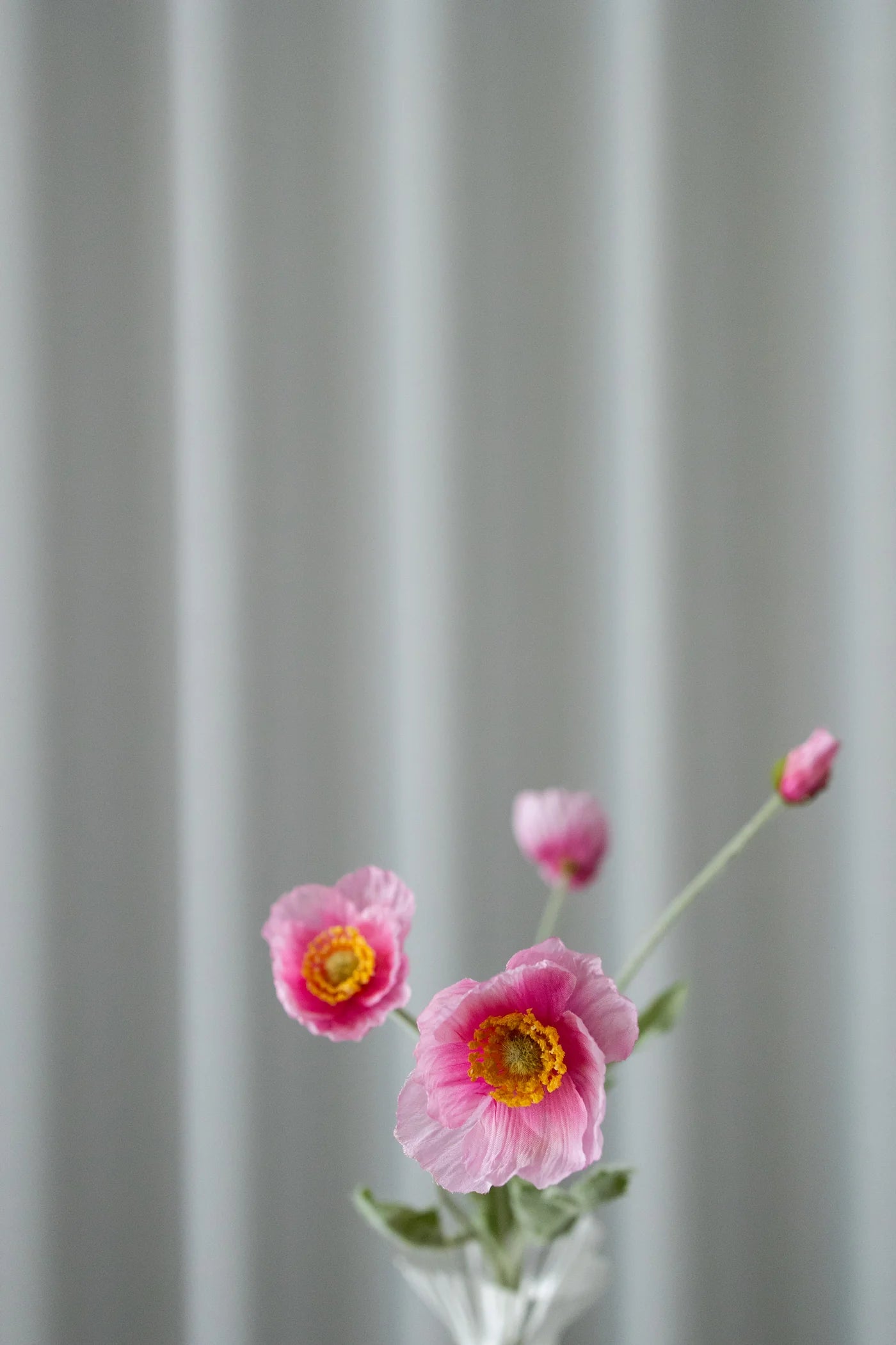 POPPY PINK
