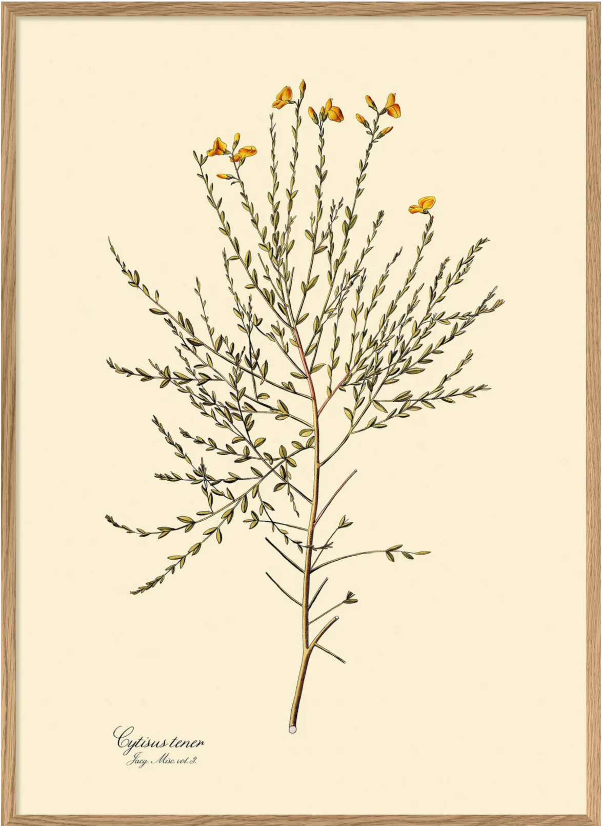 Cytisus Tener  50x70