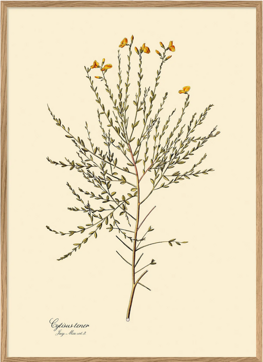 Cytisus Tener  50x70