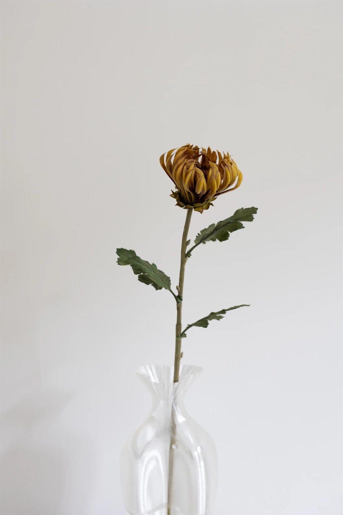 CACTUS DAHLIA Dusty