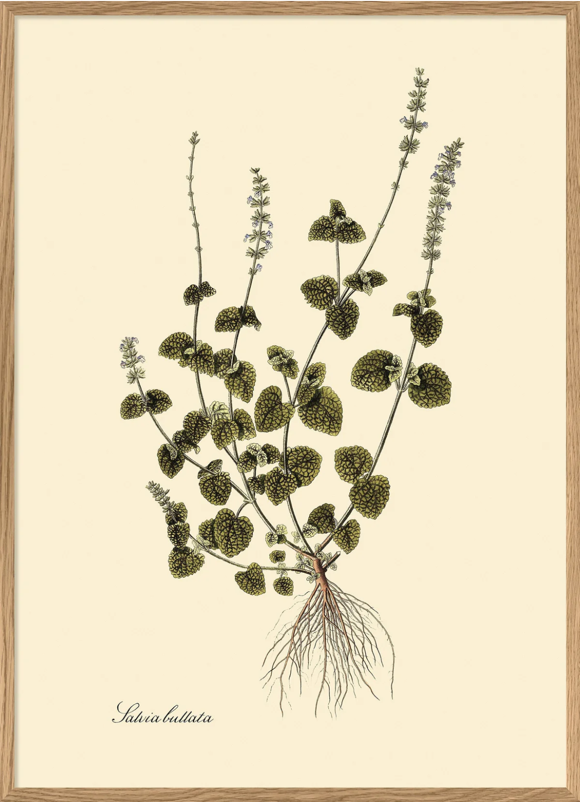 Salvia Bullata 70x100