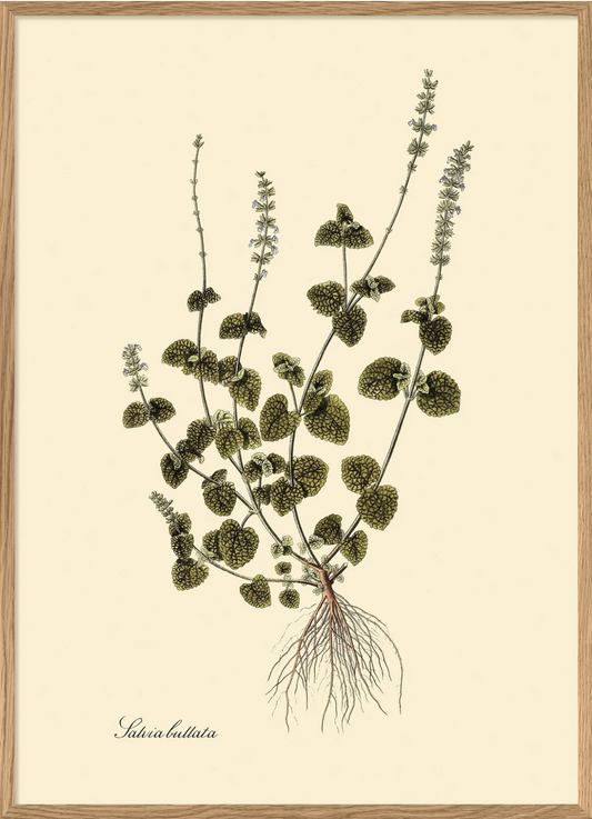 Salvia Bullata 70x100