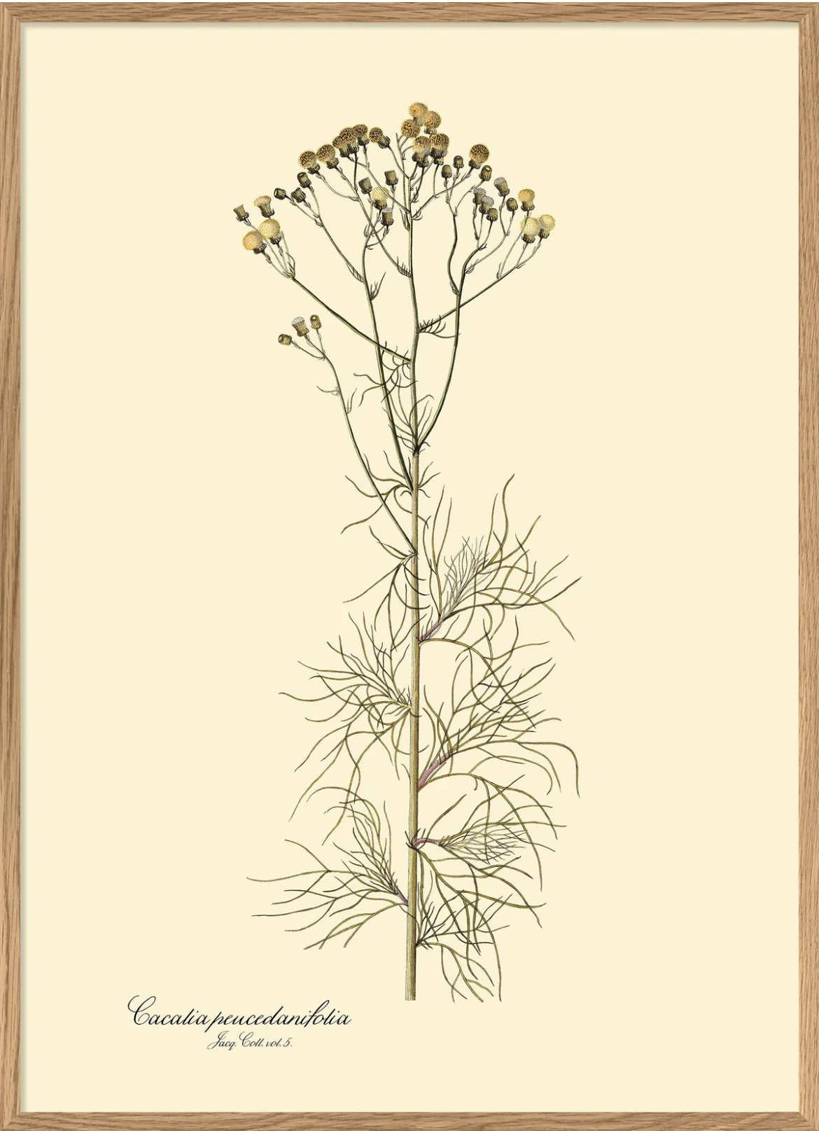 Cacalia Peucedanfolia  70x100  Oak