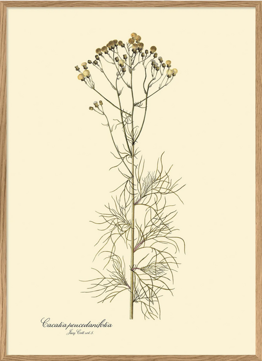 Cacalia Peucedanfolia  70x100  Oak