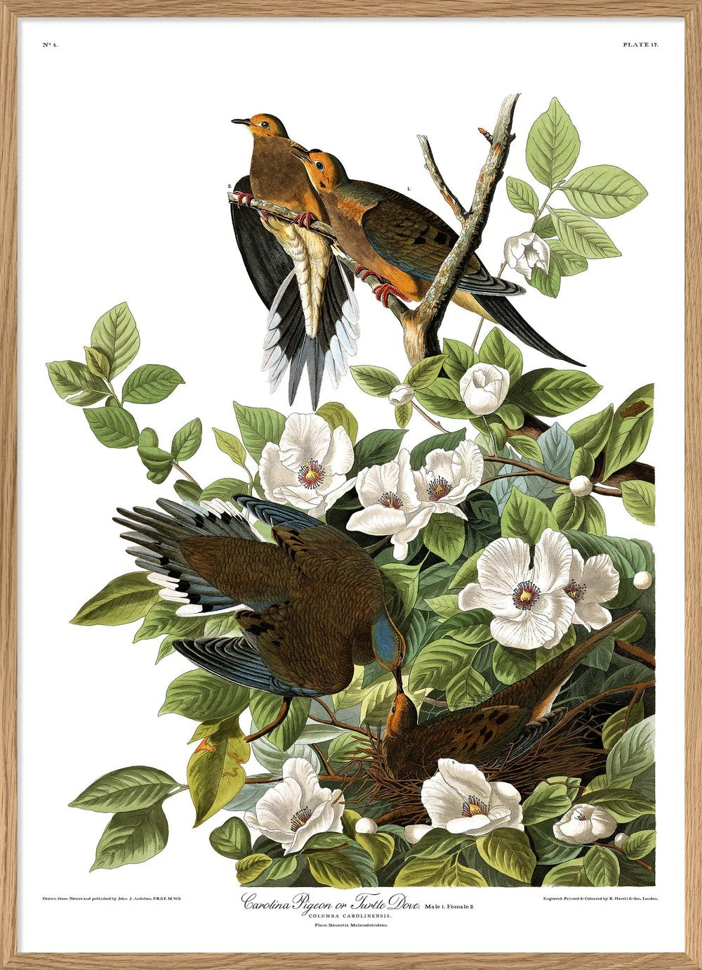 Turtle Dove 50x70