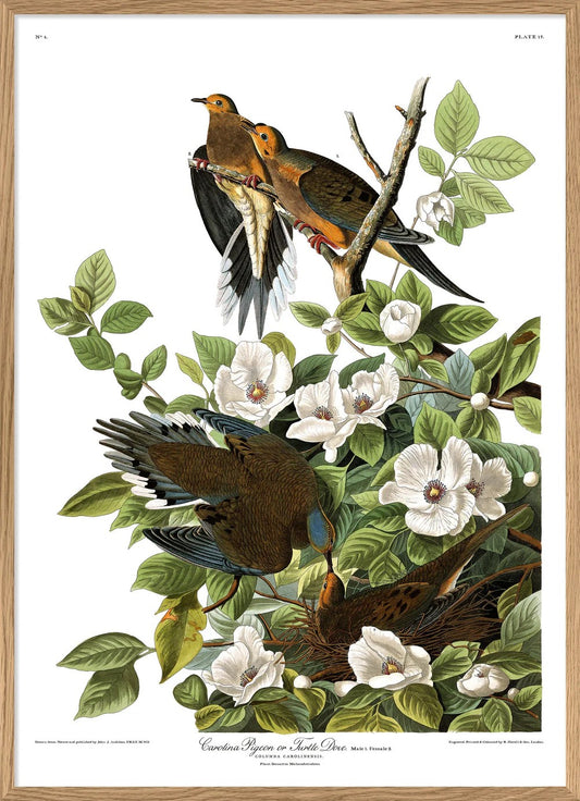 Turtle Dove 50x70