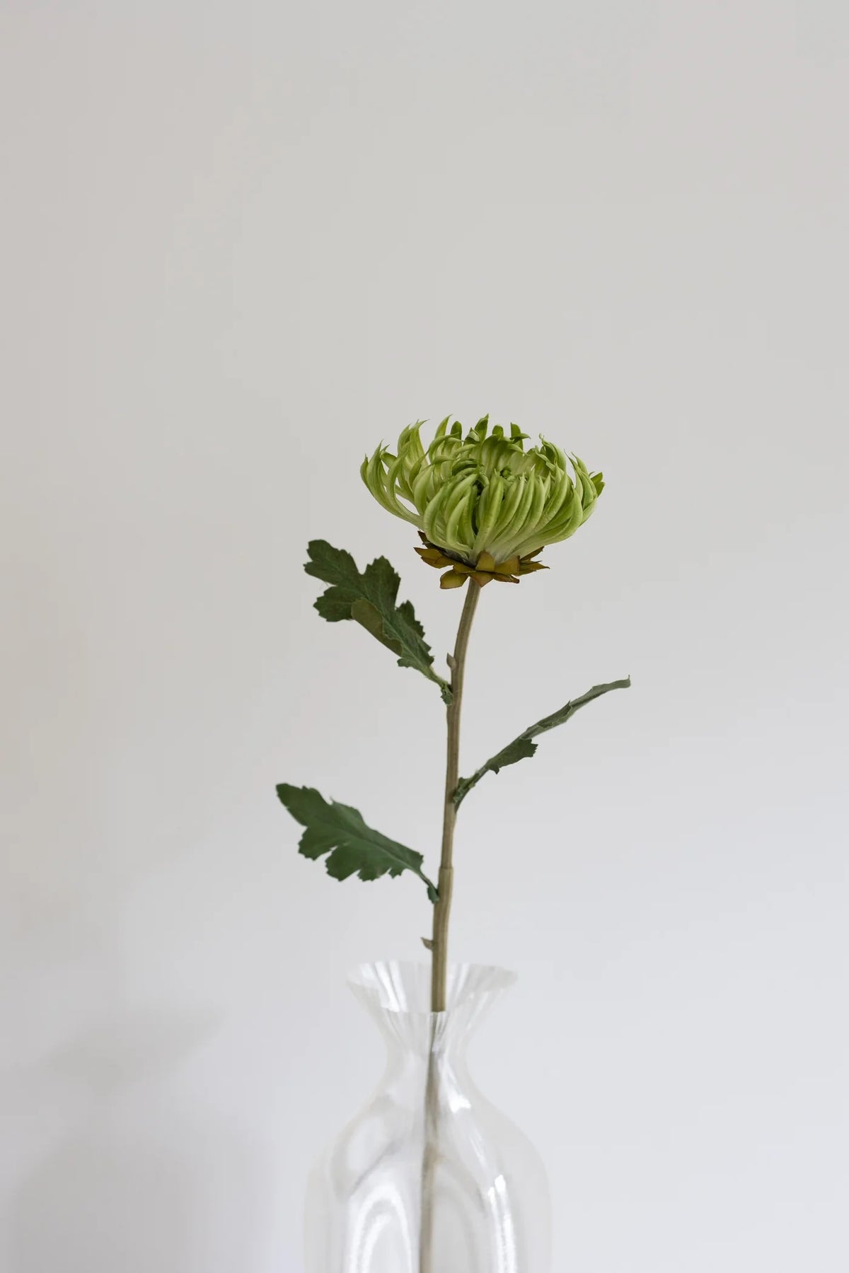 CACTUS DAHLIA GREEN