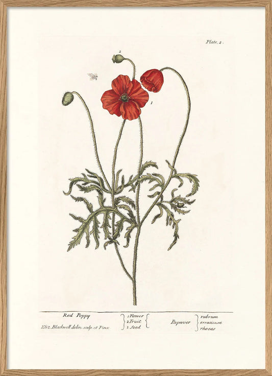 RED POPPY 50x70