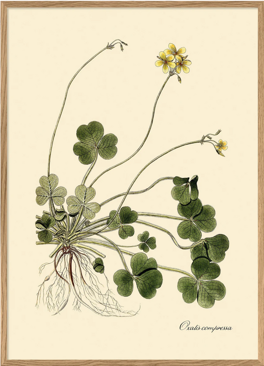 Oxalis 50x70