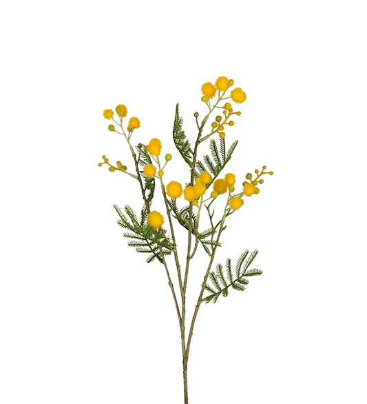 Mimosa gul