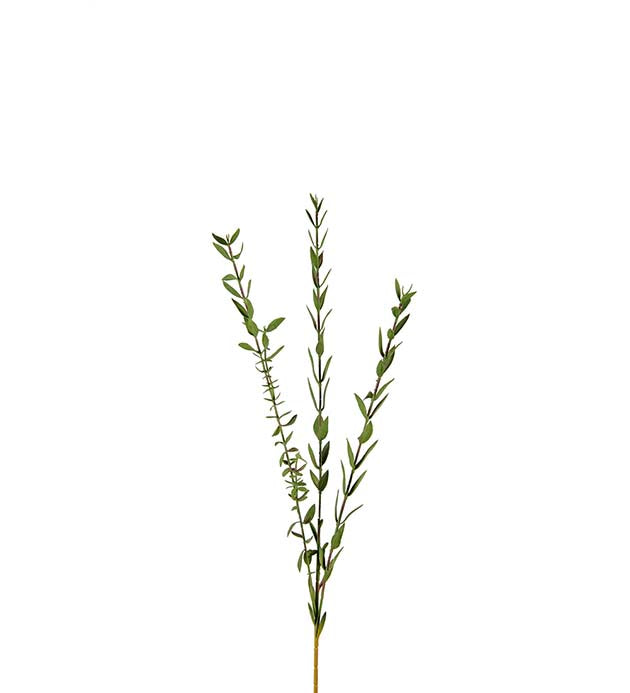 Eucalyptus Liten