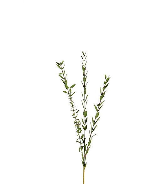 Eucalyptus Liten