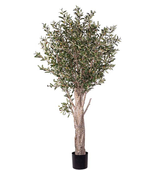 Oliventre stor