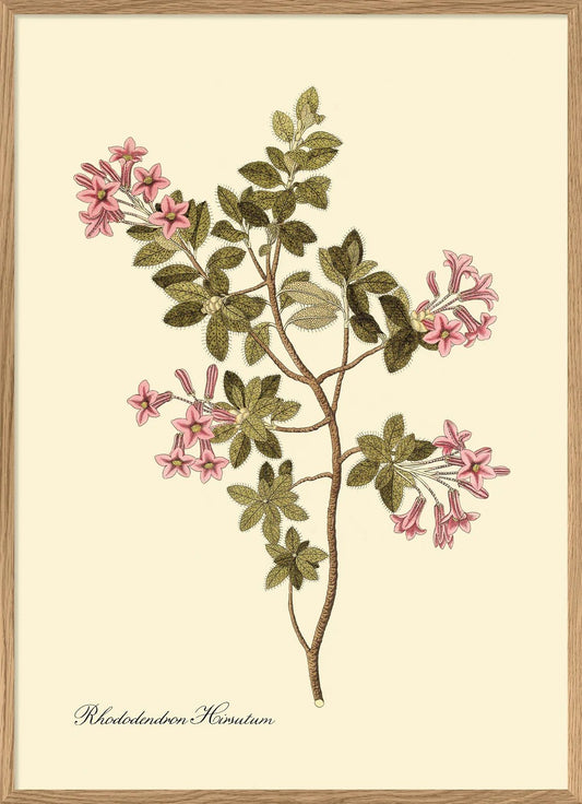 Rhododendron Hirsutum 70x100