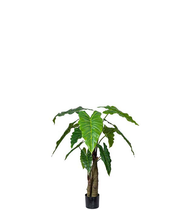 ALOCASIA
