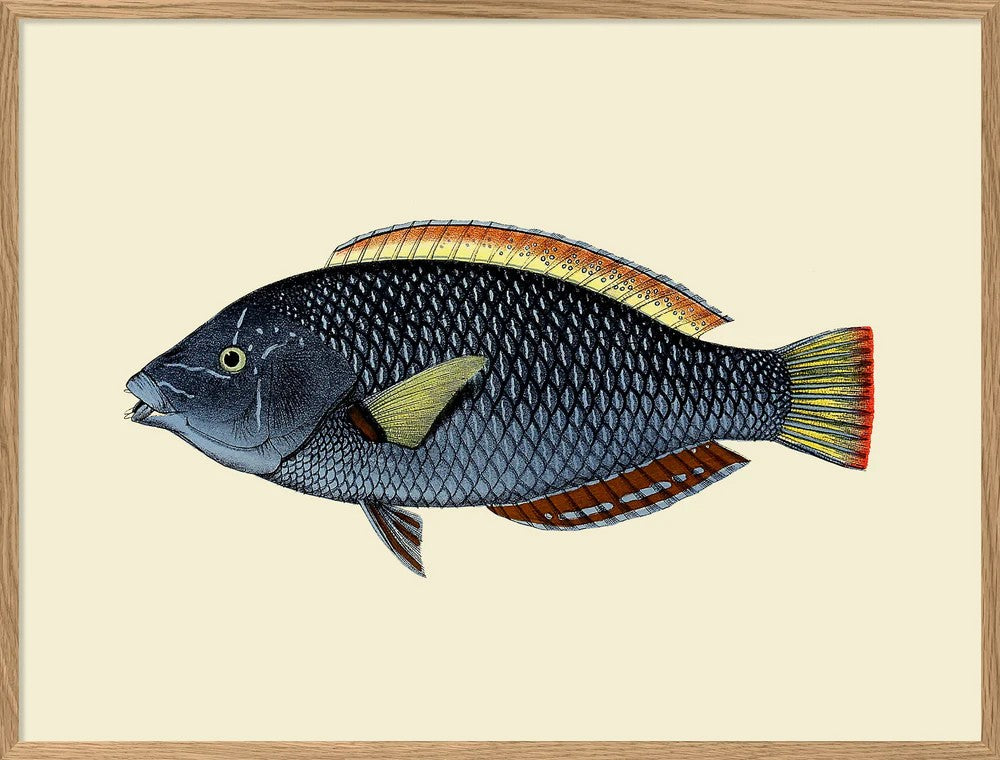 SPOTTED WRASSE 70x100  Oak