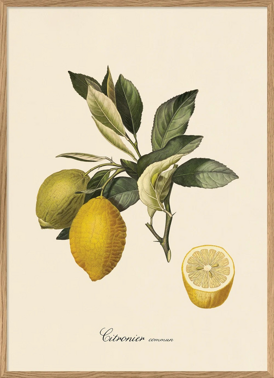 Citronier Commun 70x100