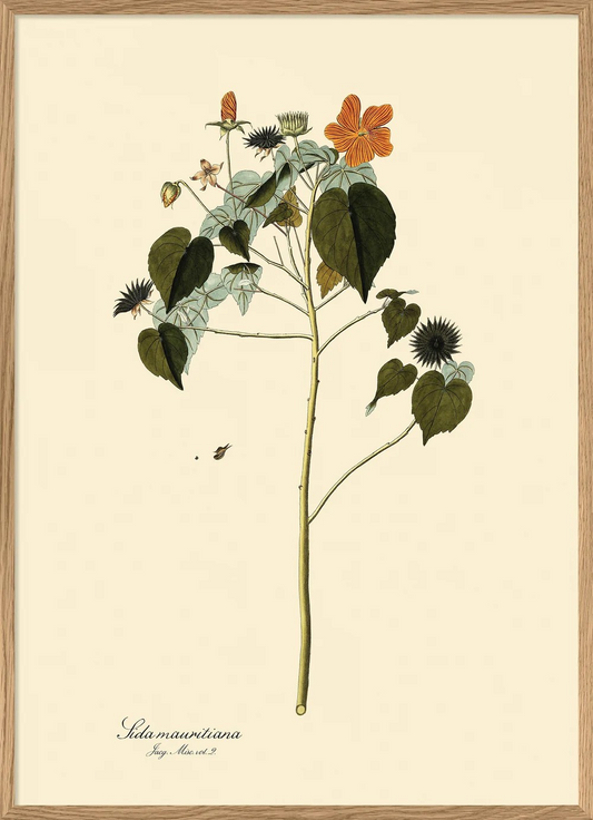 Sida Mauritiana 50x70